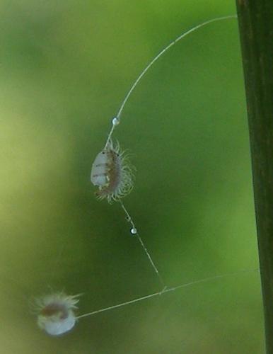 Chrysopa formosa