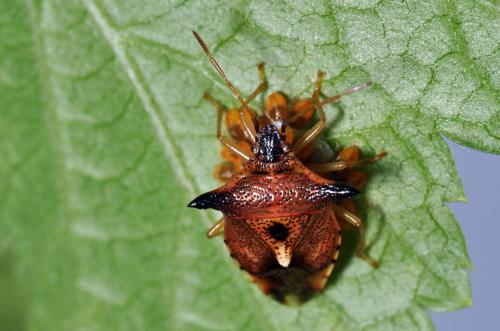 Elasmucha ferrugata