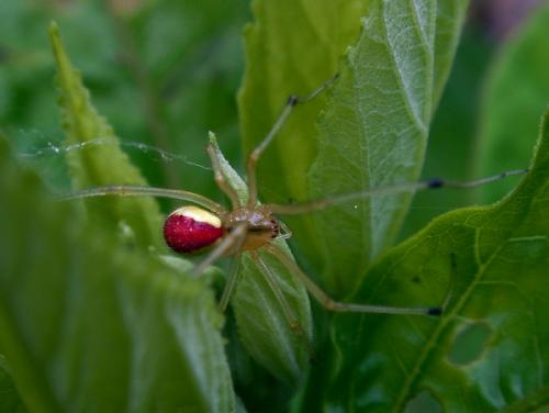 Réf. 59 943 : Enoplognatha sp.