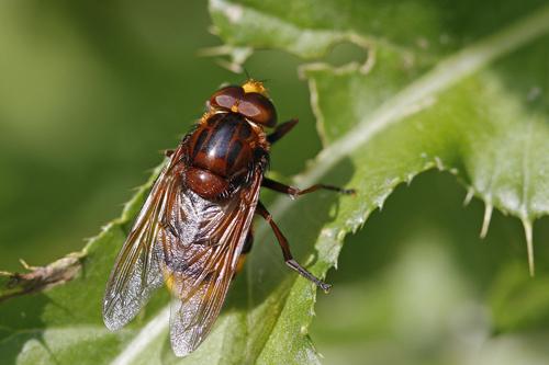Réf. 59 545 : Volucella zonaria