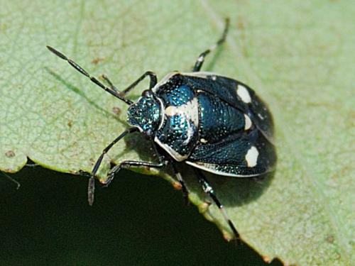 Eurydema oleracea