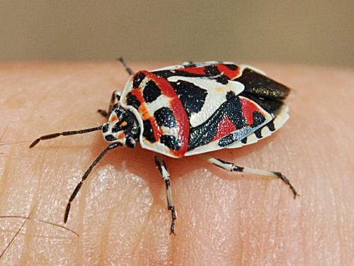 Eurydema ornata