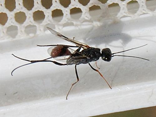 Réf. 59 668 : Pristaulacus galitae