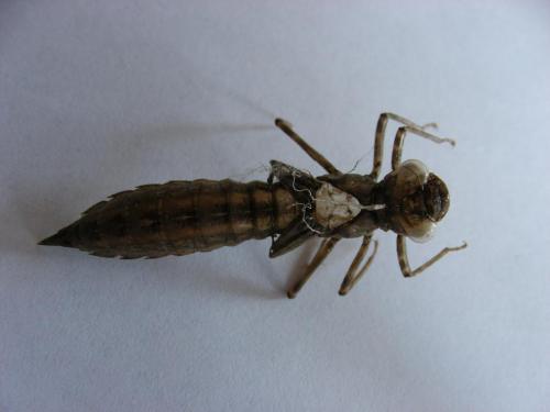 Aeshna cyanea