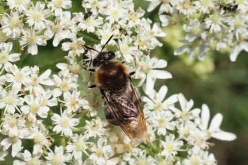 Stratiomys longicornis