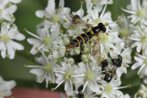 Sphaerophoria sp.