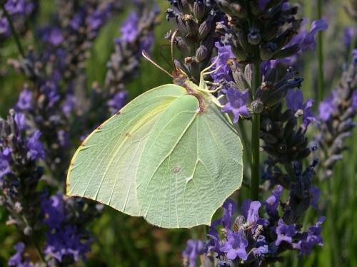 Réf. 59 480 : Gonepteryx cleopatra