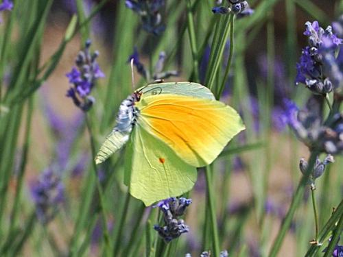 Réf. 59 477 : Gonepteryx cleopatra