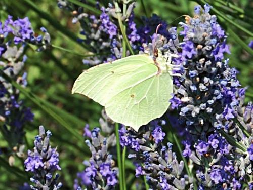 Gonepteryx rhamni