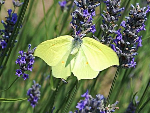 Gonepteryx rhamni
