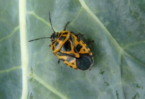 Eurydema ventralis