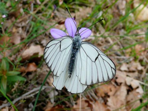 Aporia crataegi