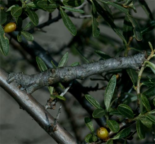 Biston strataria