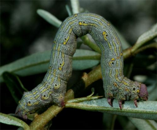 Lycia hirtaria