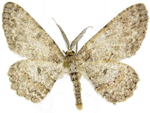 Réf. 59 286 : Hypomecis punctinalis