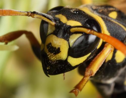 Polistes sp.
