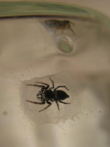 Heliophanus tribulosus