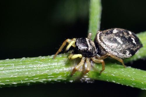 Réf. 59 317 : Heliophanus cupreus