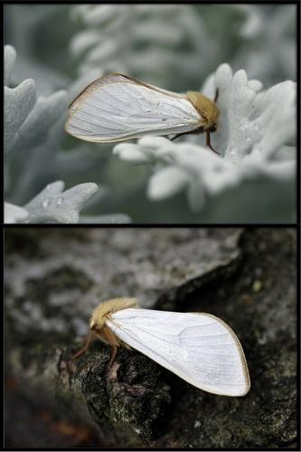 Hepialus humuli