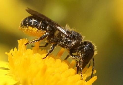 Heriades sp.