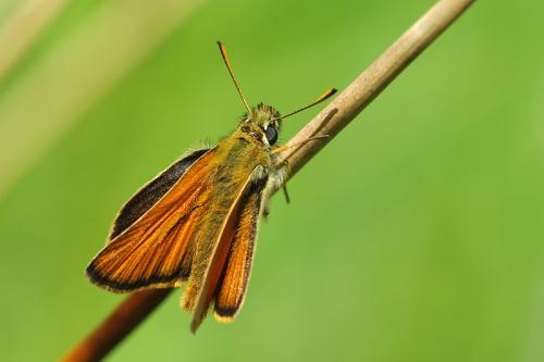 Réf. 59 040 : Thymelicus sp.