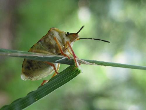 Carpocoris pudicus