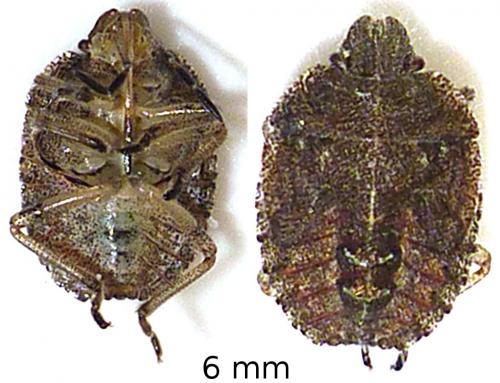 Dolycoris baccarum