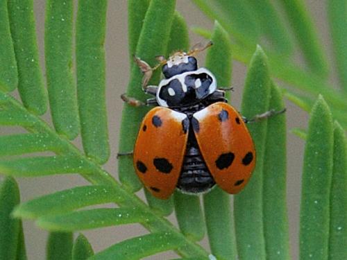 Hippodamia variegata