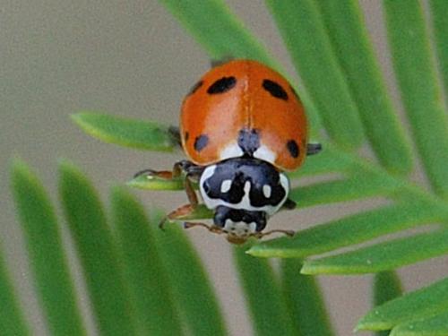 Hippodamia variegata