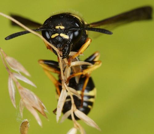Gymnomerus laevipes