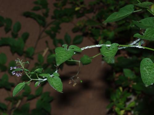 Metcalfa pruinosa