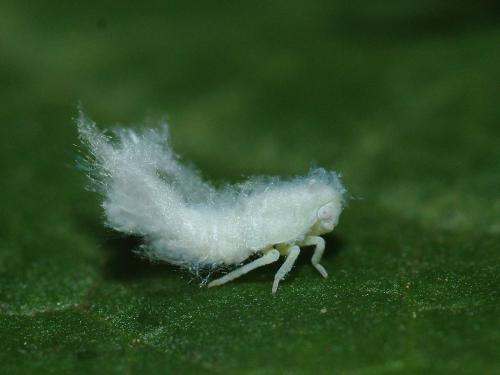 Metcalfa pruinosa