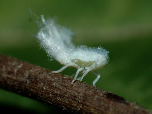 Metcalfa pruinosa