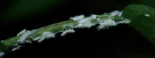 Metcalfa pruinosa
