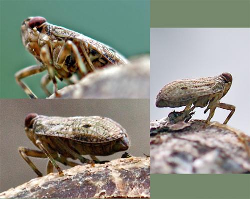 Issus coleoptratus