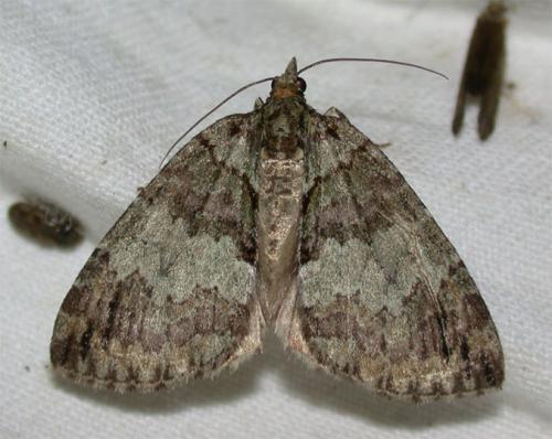 Réf. 59 501 : Hydriomena impluviata