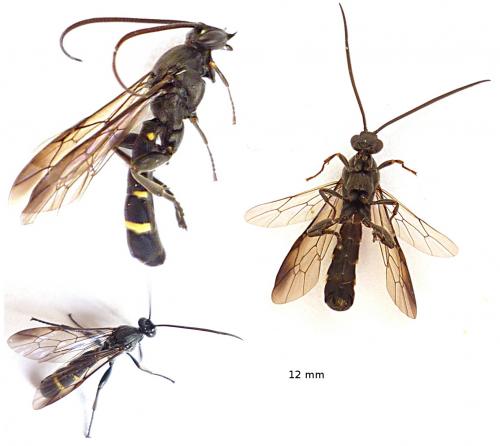 Metopius sp.