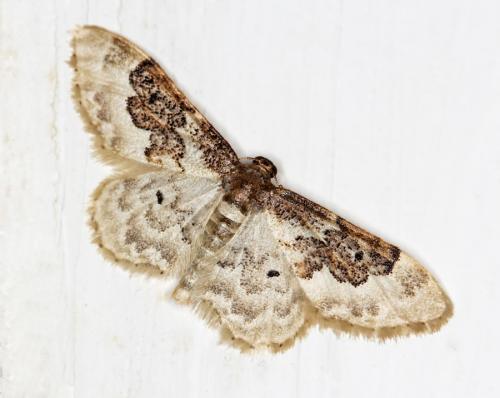 Réf. 59 493 : Idaea rusticata