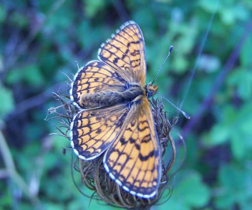 Melitaea parthenoides