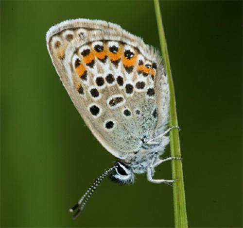 Réf. 59 949 : Plebejus sp.