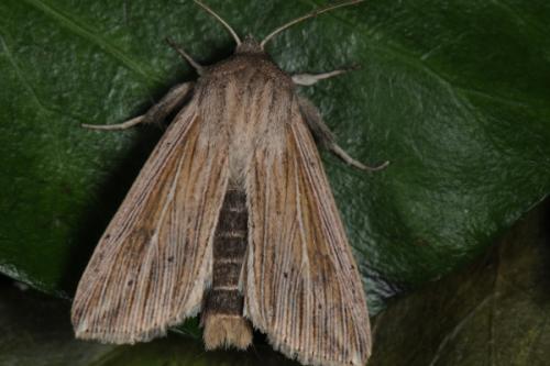 Mythimna riparia