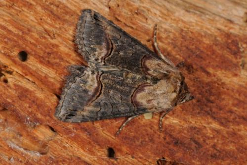 Abrostola triplasia