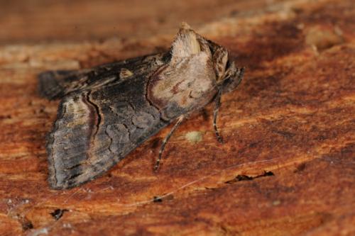 Abrostola triplasia