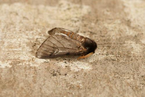 Thaumetopoea pityocampa