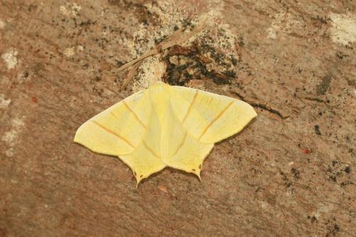 Réf. 59 436 : Ourapteryx sambucaria