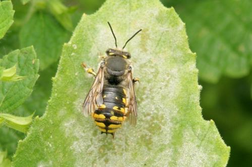 Anthidium manicatum