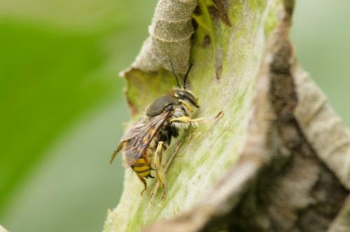Anthidium manicatum
