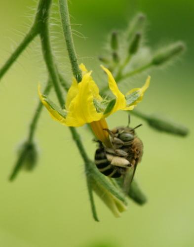 Amegilla albigena