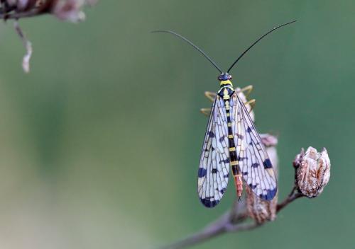 Panorpa germanica