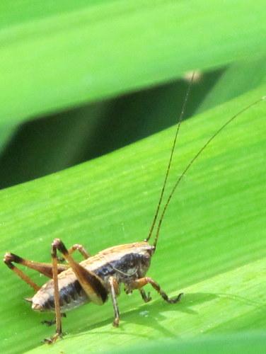 Pholidoptera griseoaptera